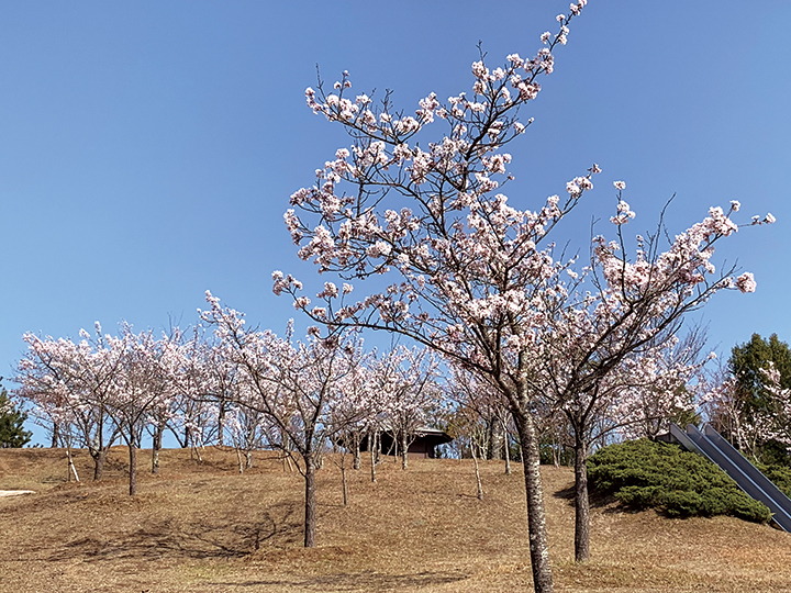 桜_やすらぎの園